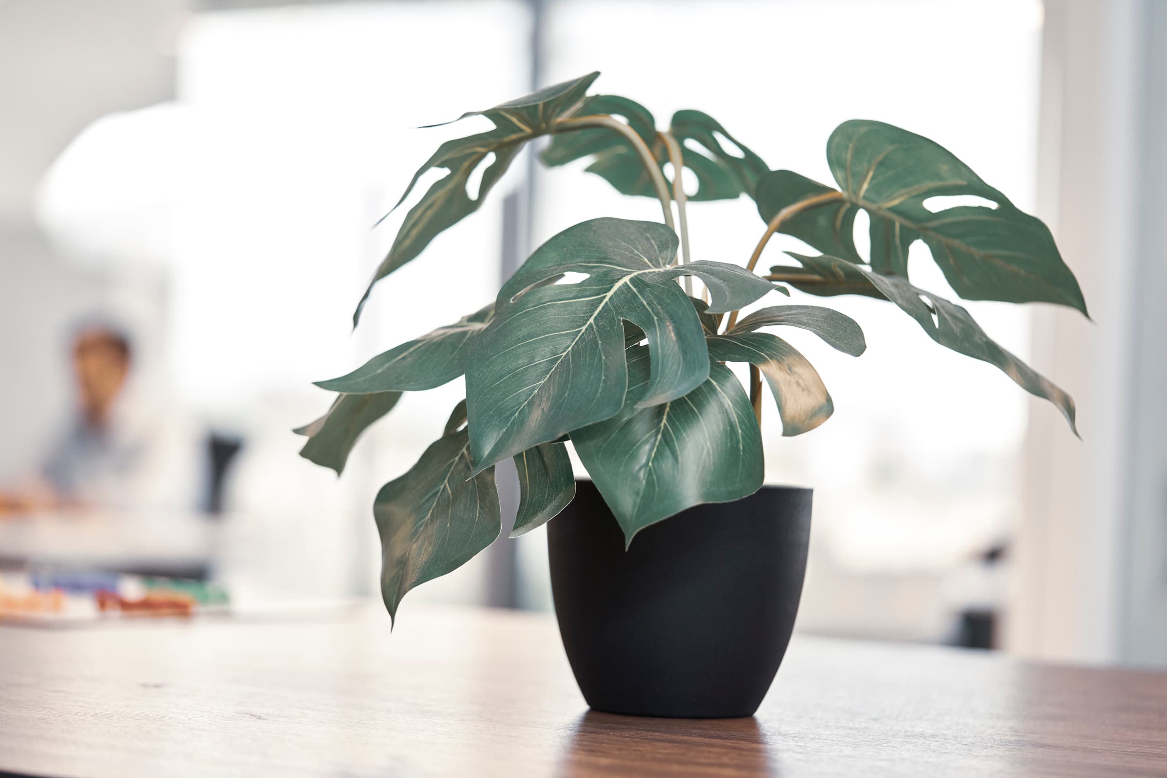 Monstera plant on an office desk with natural light